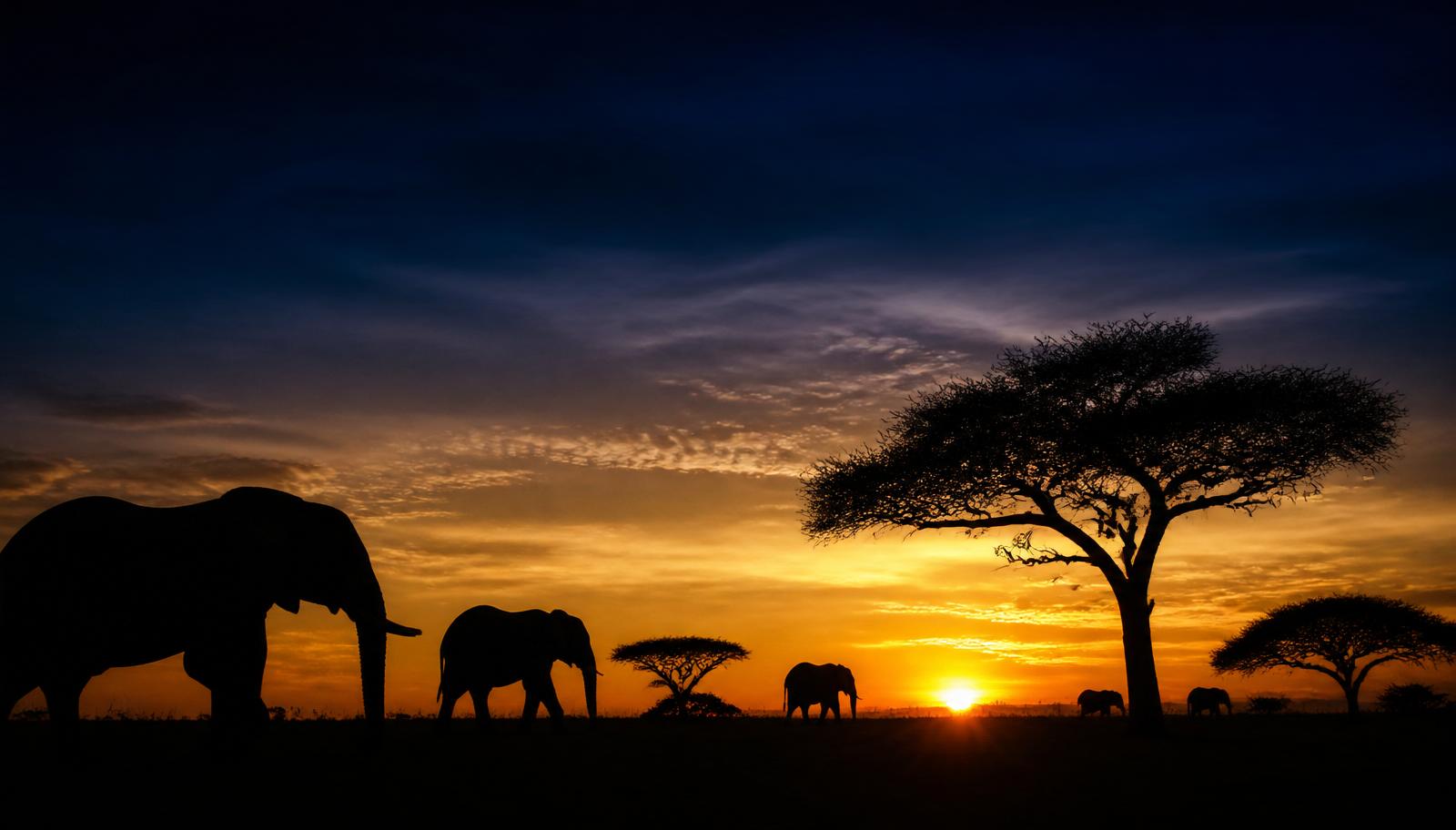 African savanna at dusk with elephants